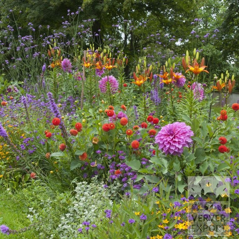 Zomer Tram Verver 'Purple Fiesta' © / 5 m² (29315) - Afbeelding 2