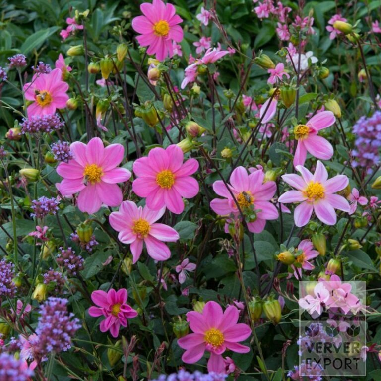 Zomer Tram Verver 'Sylphide' © / 5 m² (29319) - Afbeelding 3
