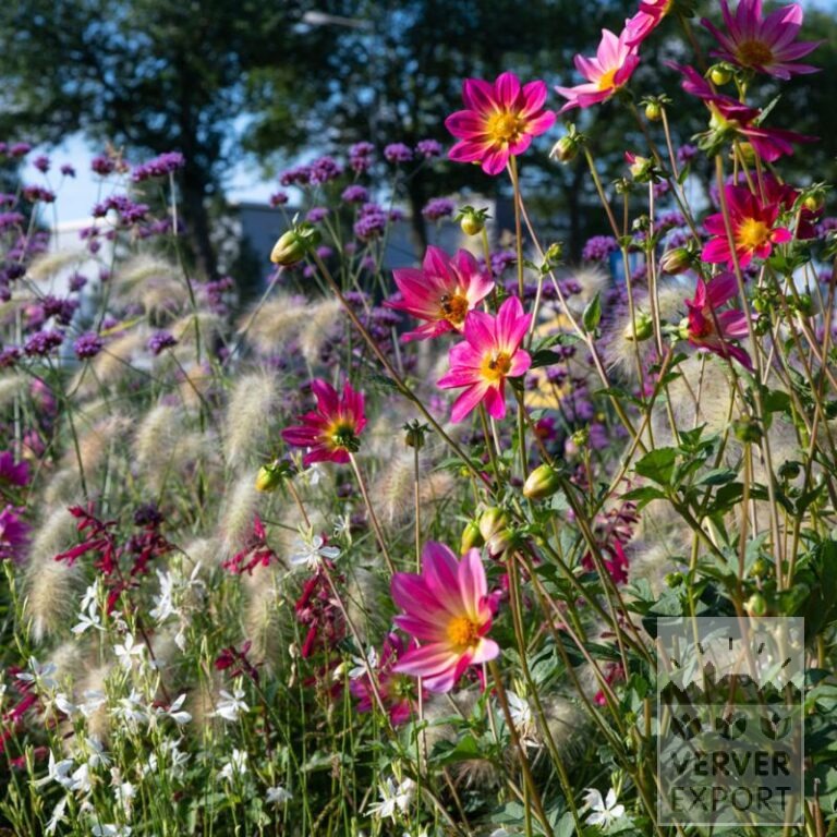 Zomer Tram Verver 'Papillon Pink Explosion' © / 9 m² (29352) - Afbeelding 2