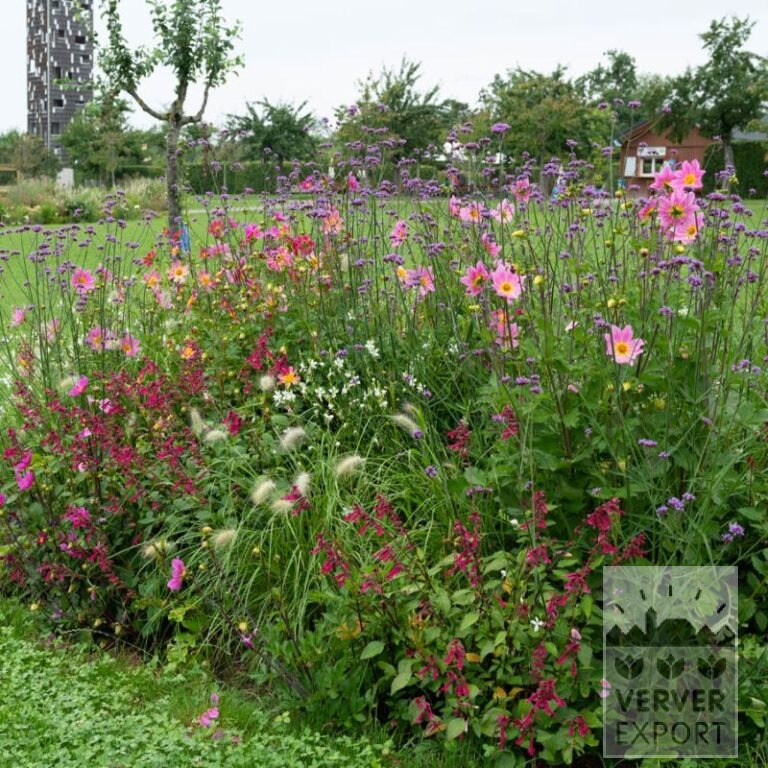 Zomer Tram Verver 'Papillon Pink Explosion' © / 9 m² (29352)