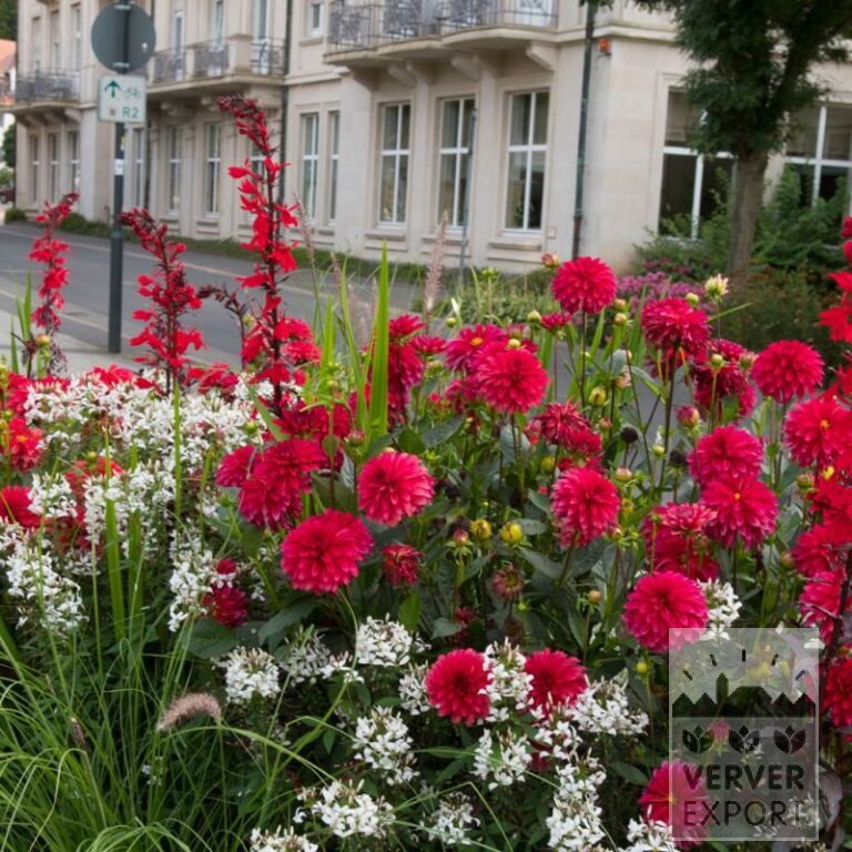 Zomer Tram Verver 'Red & White Splendour' © / 7 m² (29368) - Afbeelding 2