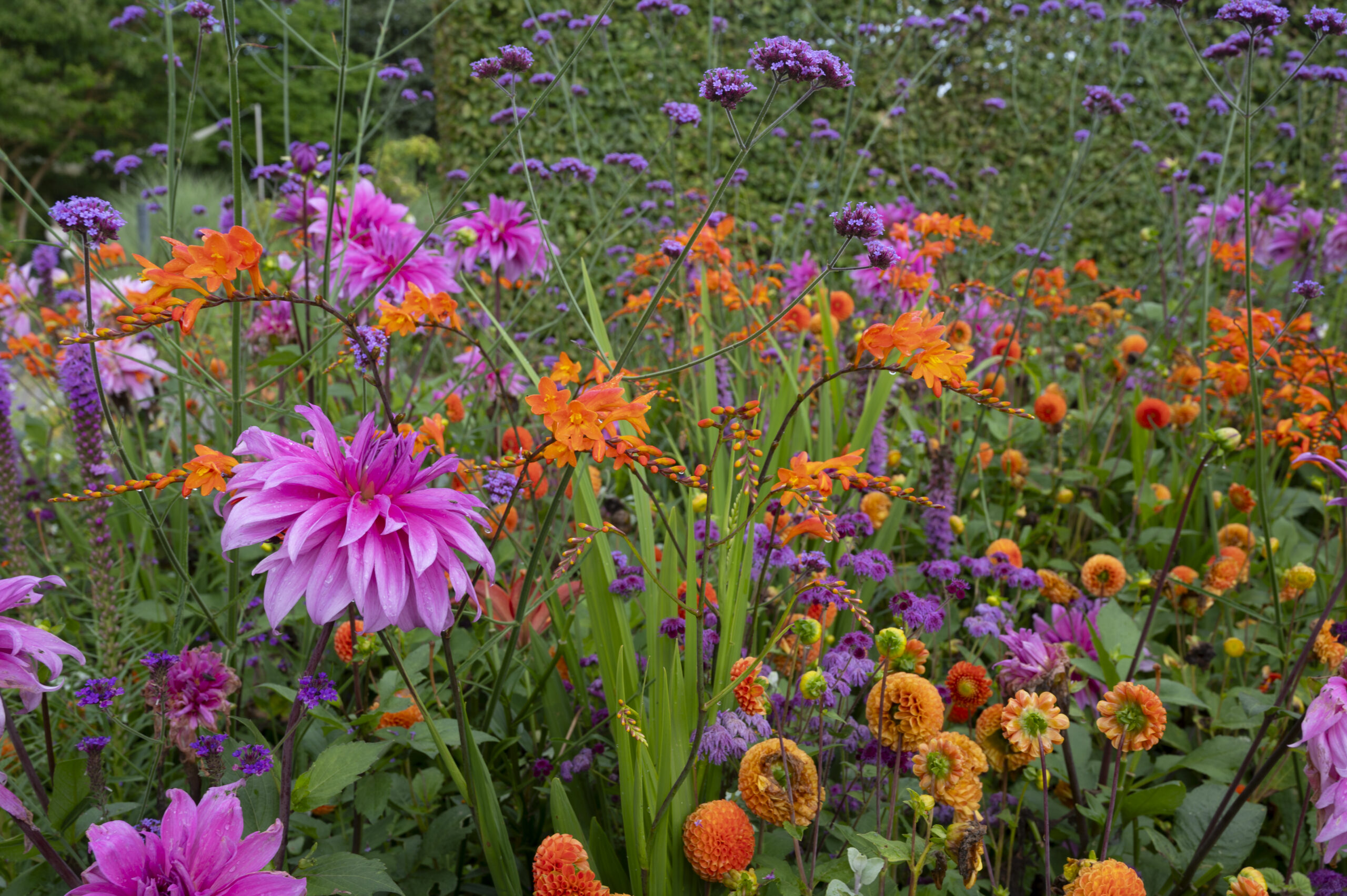 zomertram dahlia's