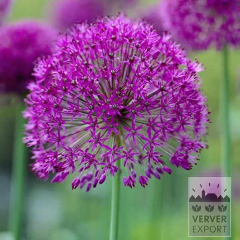 Tram Vivas 'Sandra' © / 9m² (29534) - Afbeelding 6