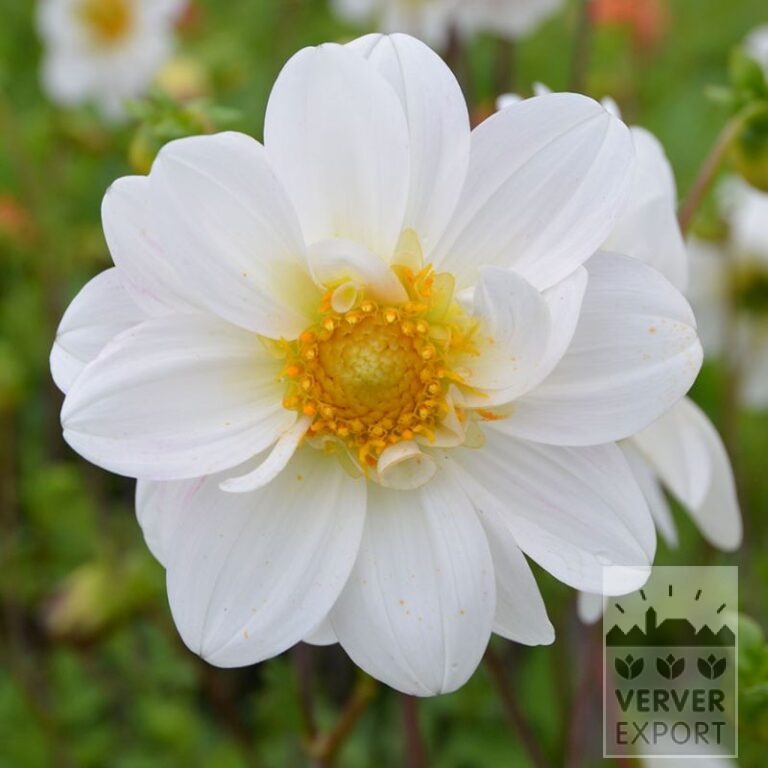 Dahlia Bio 'Belle de Beauvais' (22405)