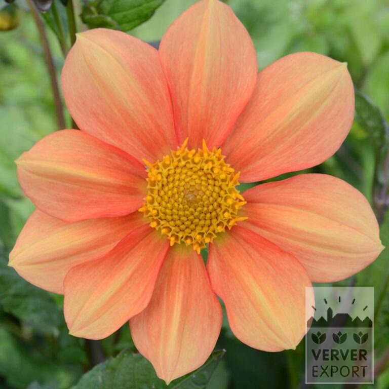 Dahlia Bio 'Cha Cha' (22406)