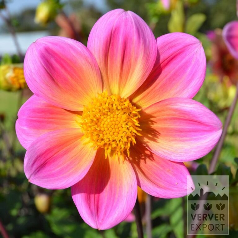 Dahlia Bio 'Dedra' (22407)