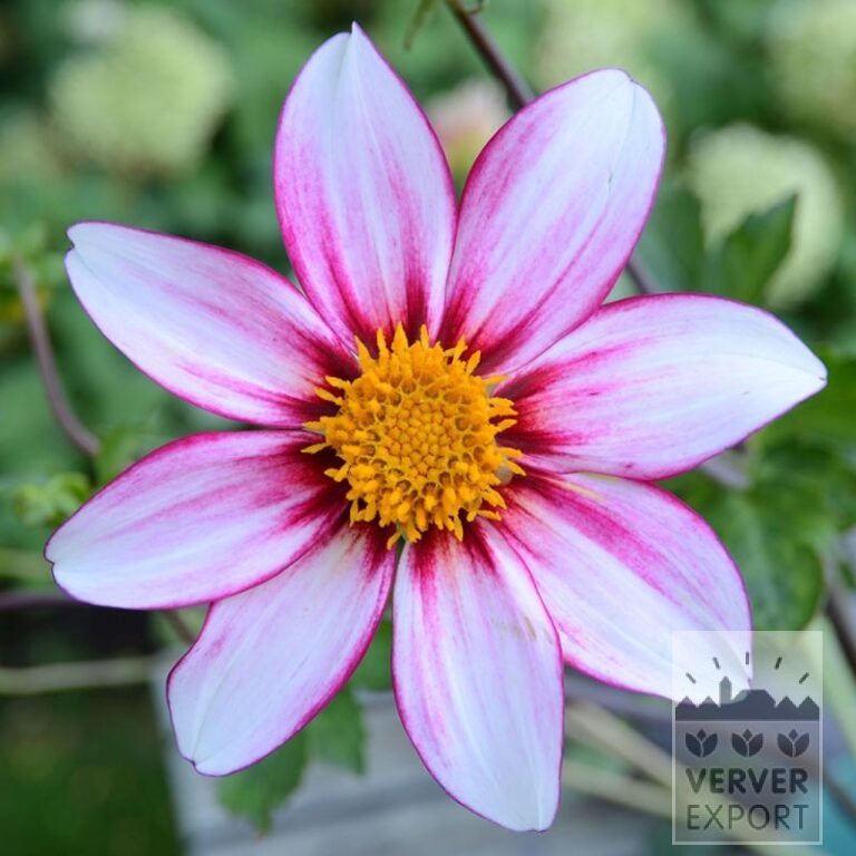Dahlia Bio 'Felicia' (22408)
