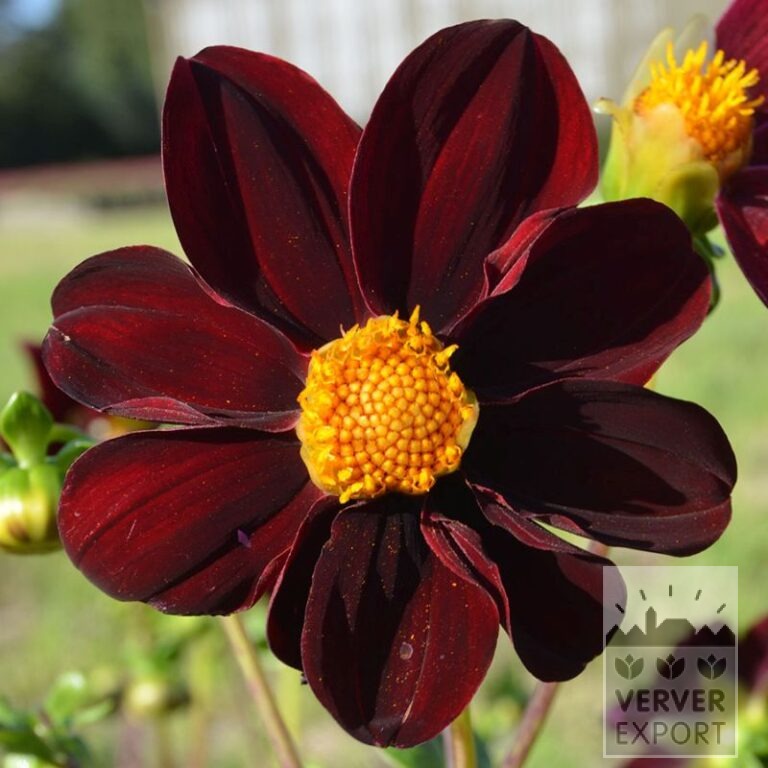Dahlia Bio 'Gerda' (22409)