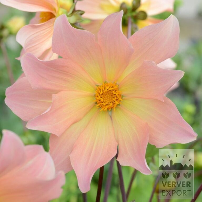Dahlia Bio 'Kilo' (22410)