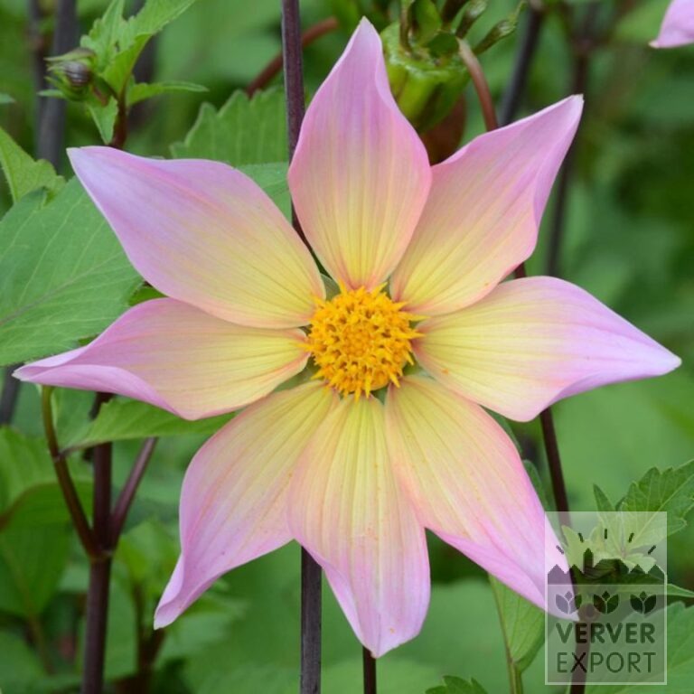 Dahlia Bio 'Lima' (22411)