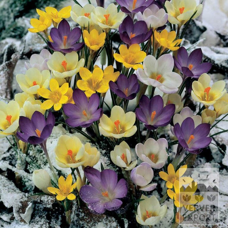 Mix Verver 'Limmen' © (11000)