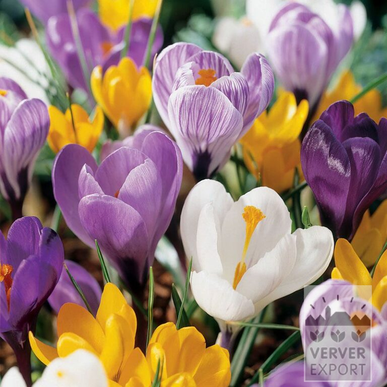Mix Verver 'Heiloo' © (11002)