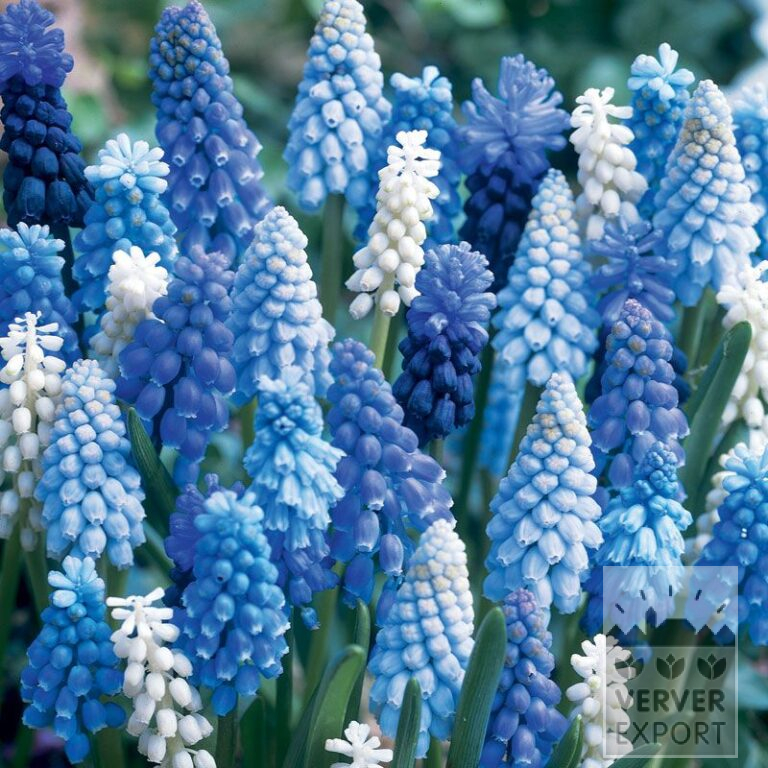 Mix Verver 'Cinq Mousquetaires' © (11008)