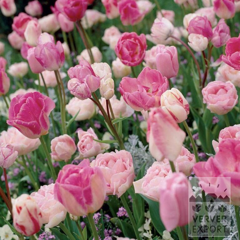 Mix Verver 'Pink Mist' © (11090)