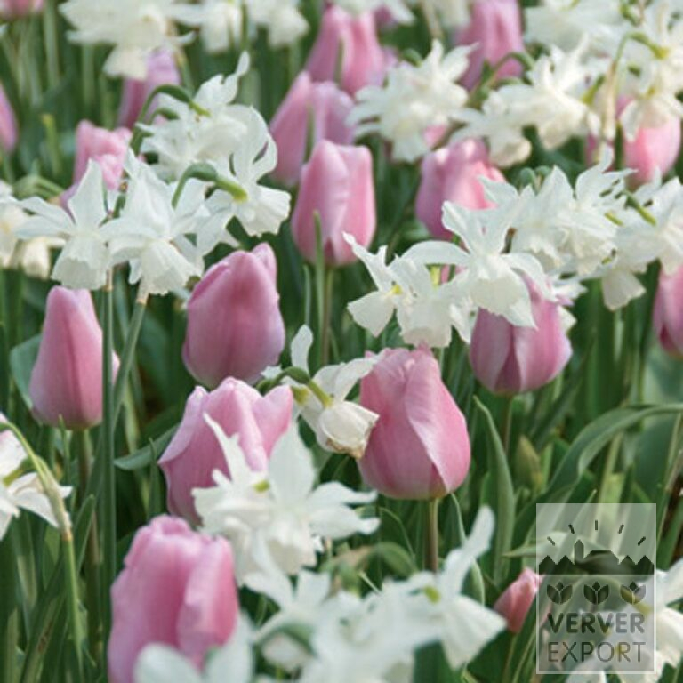 Mix Verver 'Pink Snowflakes' © (11240)
