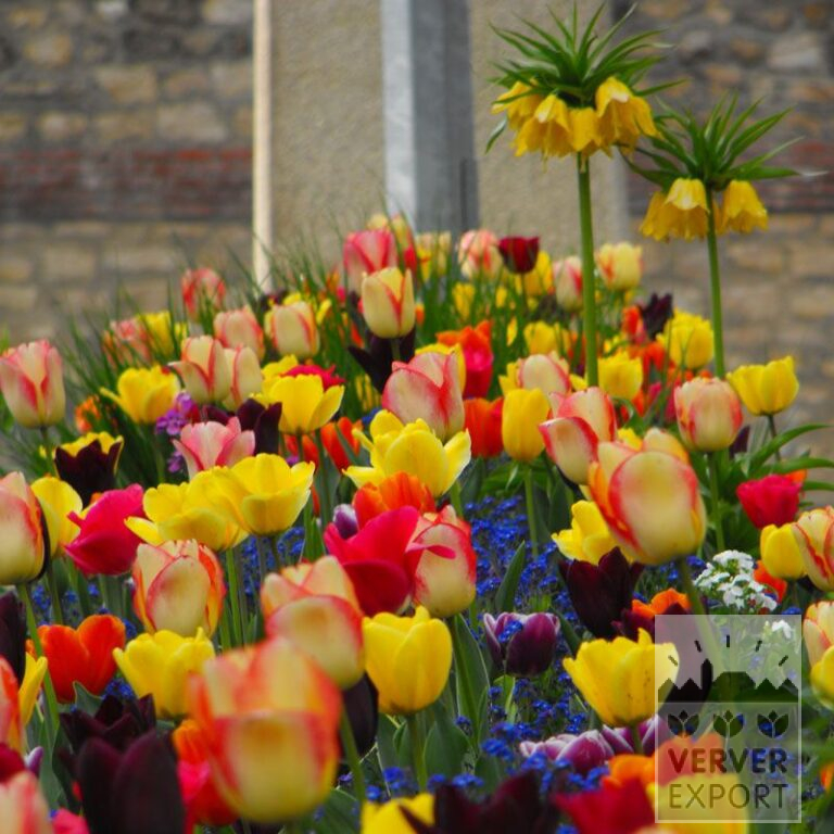 Mix Verver 'Spectacle de Couleurs' © (11264)