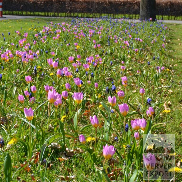Kits 'Natura Proluxa' © (11309)