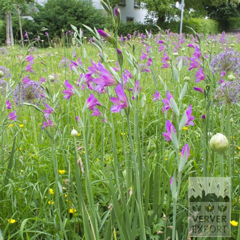 Kits 'Flora Music' © (11316)