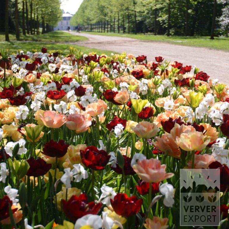 Mix Verver 'Amazing Angélique' © (11546)