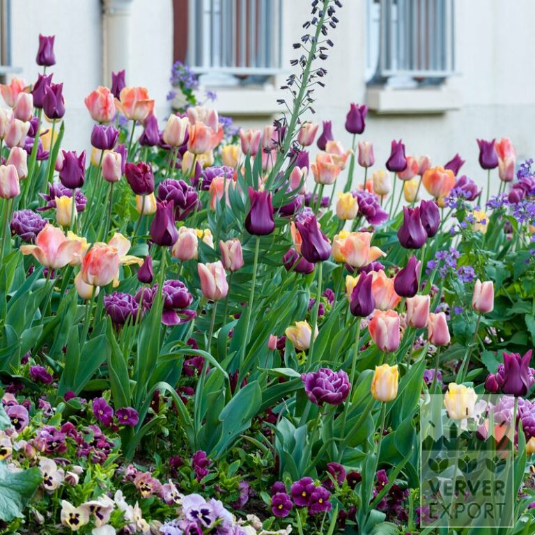 Mix Verver 'Purple Haze' © (11585)