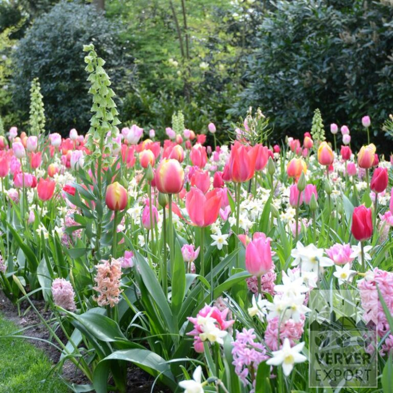 Mix Verver 'Sweet Pink' © (11633)