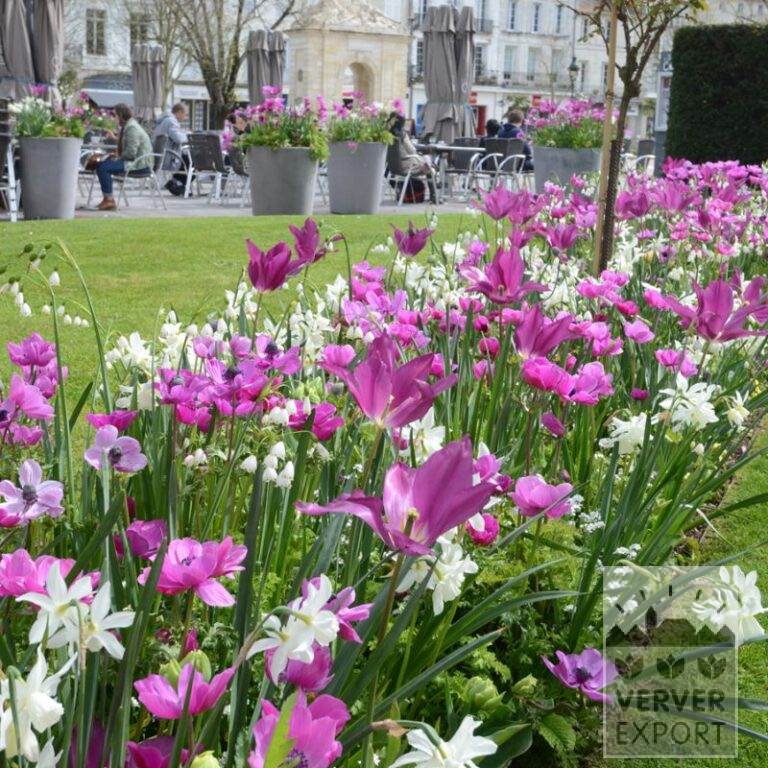 Mix Verver 'Ville de Rochefort-sur-Mer' © (11639)