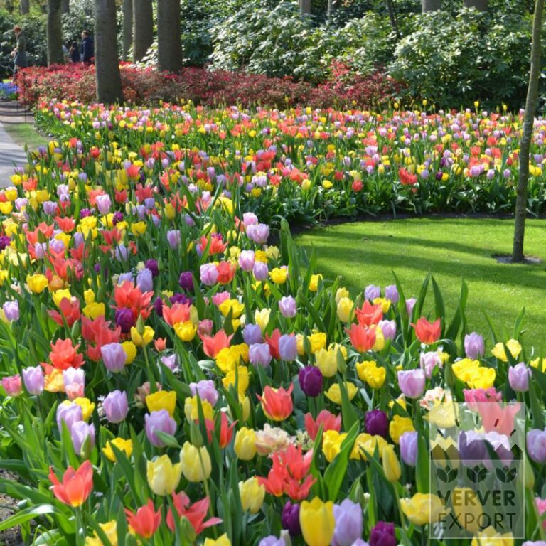Mix Verver 'Bright Blossom' © (11701)