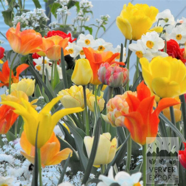Mix Verver 'Géraldine' © (11702)