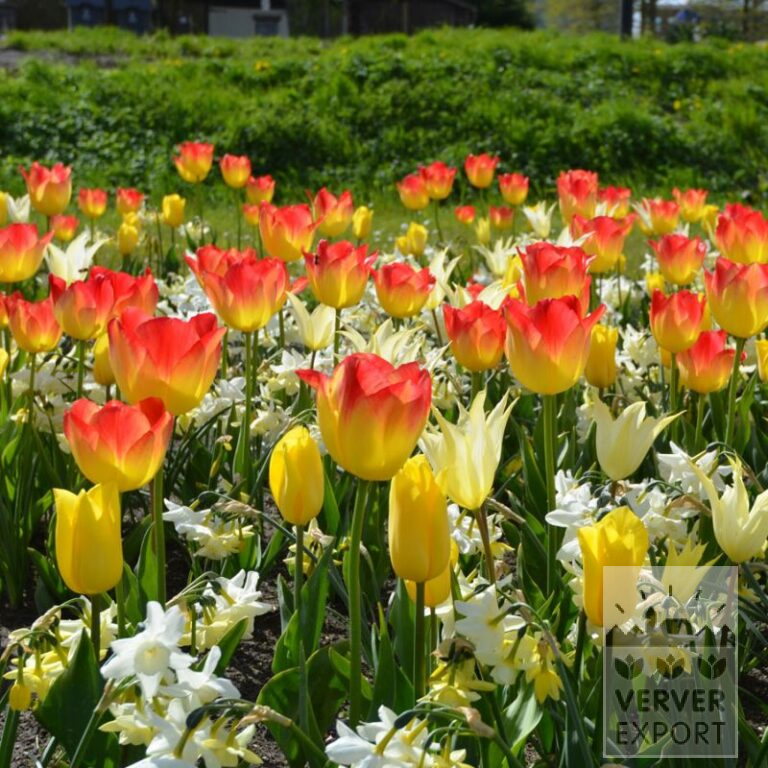 Mix Verver 'Illumination' © (11720)