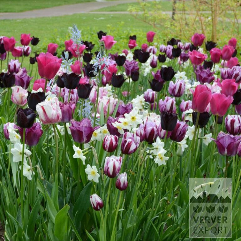 Mix Verver 'Purple Kiss' © (11744)