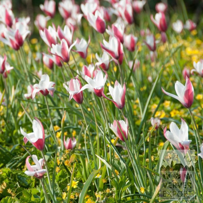 Tulpen clusiana (12005)