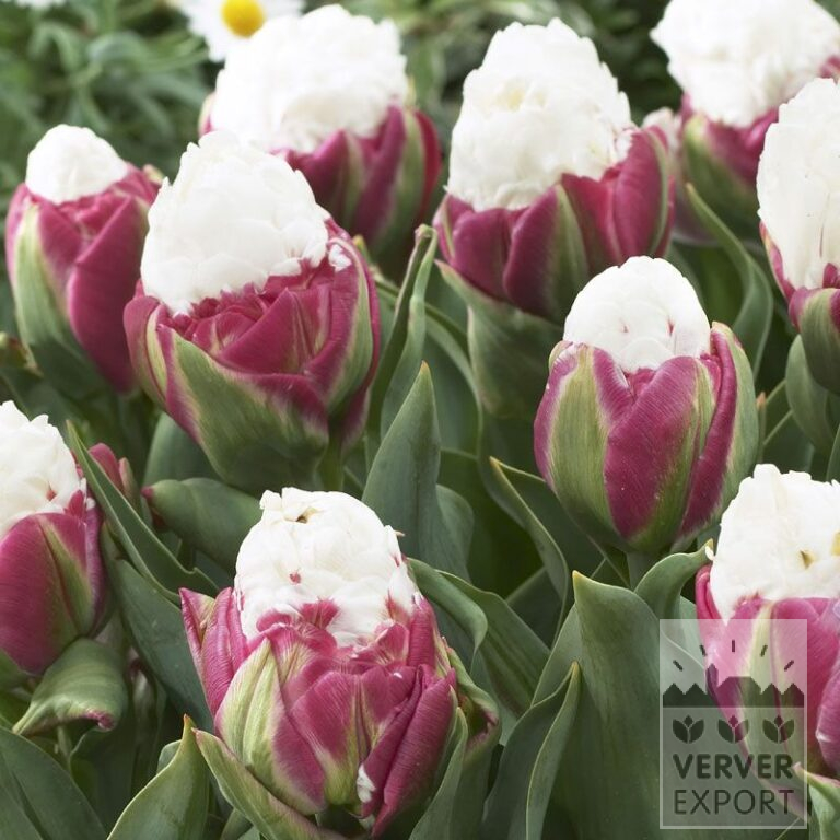 Tulpen 'Ice Cream' (12006)