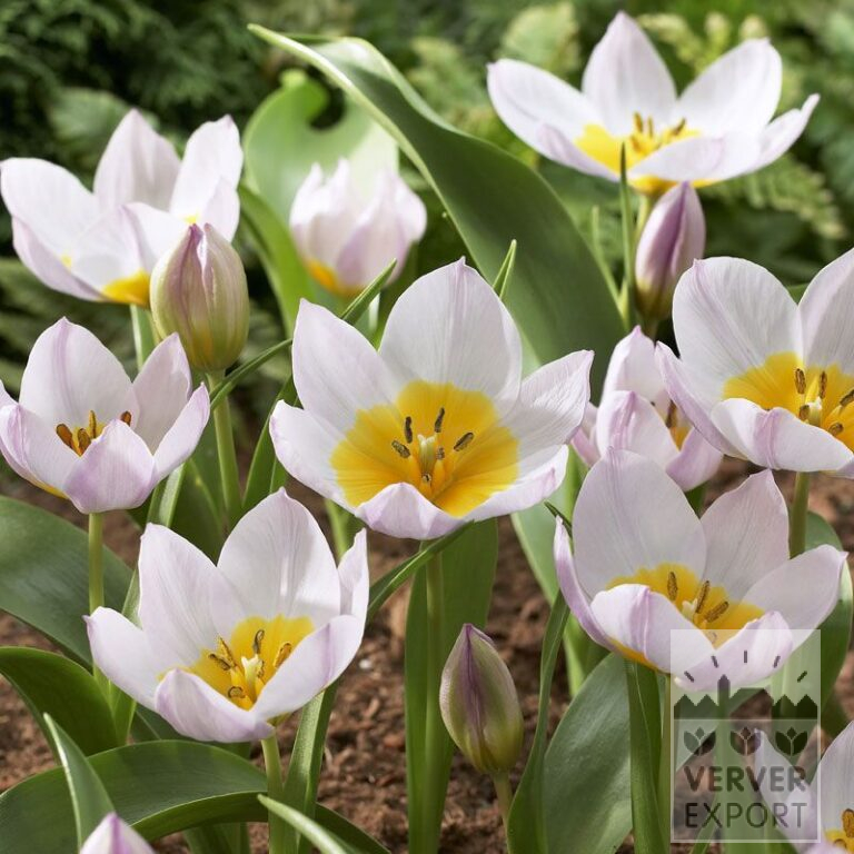 Tulpen bakeri 'Lilac Wonder' (12007)