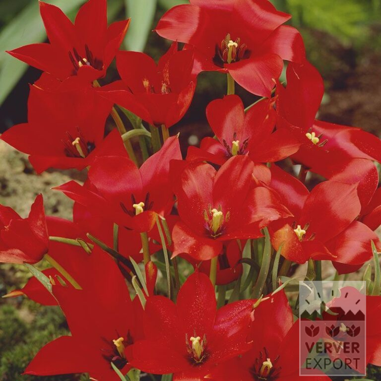 Tulpen linifolia (12008)