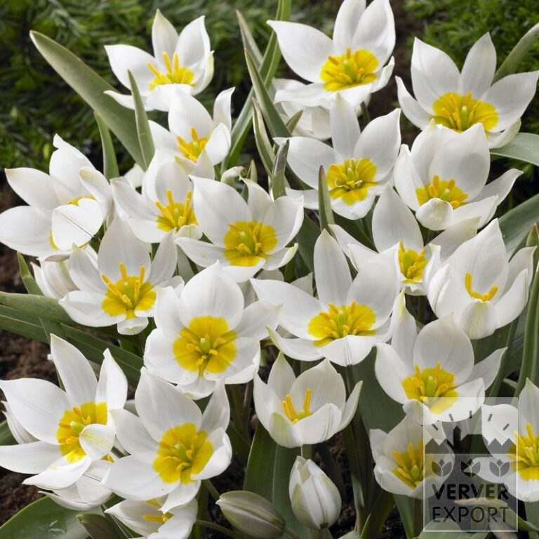Tulpen polychroma (12011)