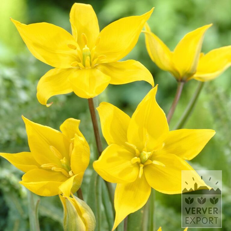 Tulpen sylvestris (12012)