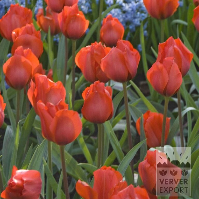 Tulpen 'Bernadette' (12024)