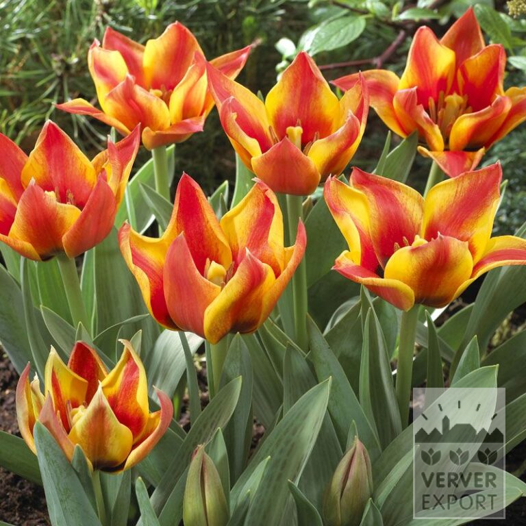 Tulpen 'Cape Cod' (12027)