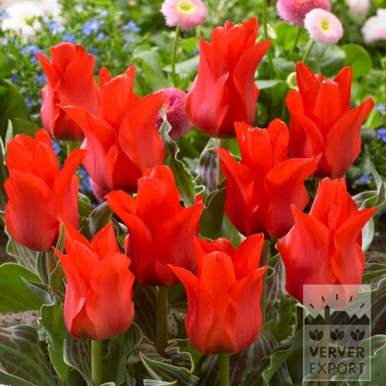Tulpen 'Roodkapje' (12028)