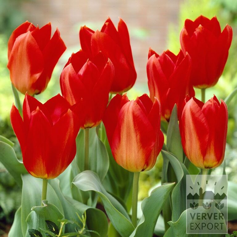 Tulpen 'Princeps' (12052)