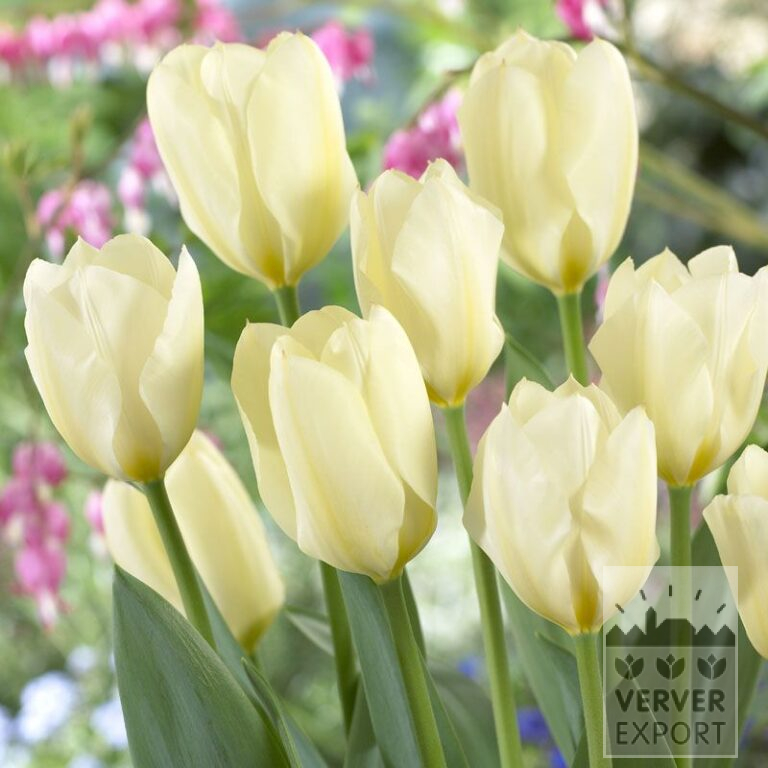 Tulpen 'Purissima' (12053)