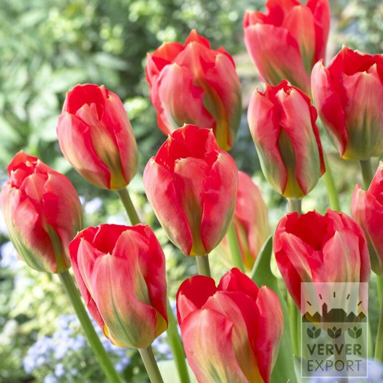 Tulpen 'Red Alert' (12056)