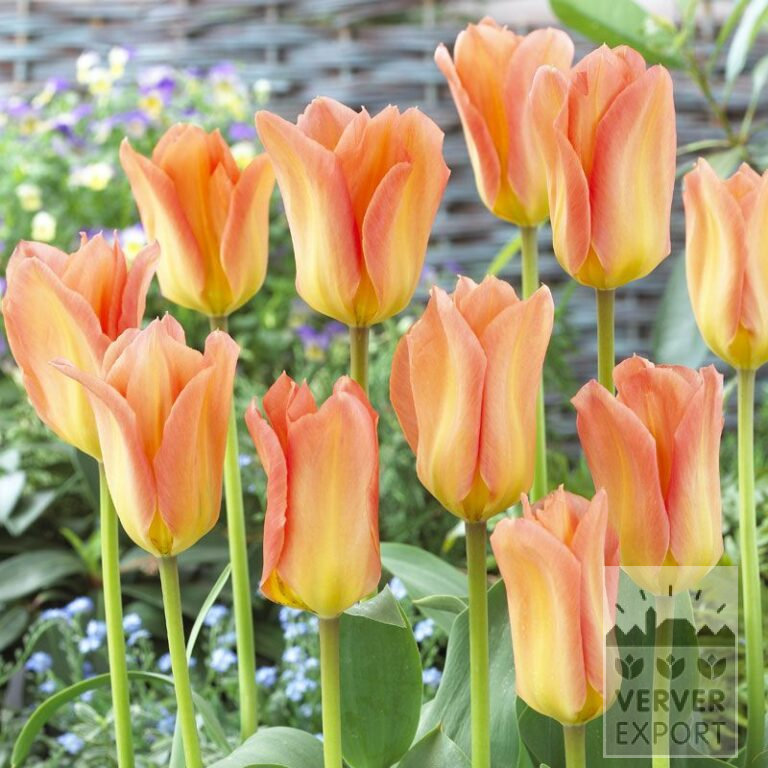 Tulpen 'Apricot Emperor' (12059)