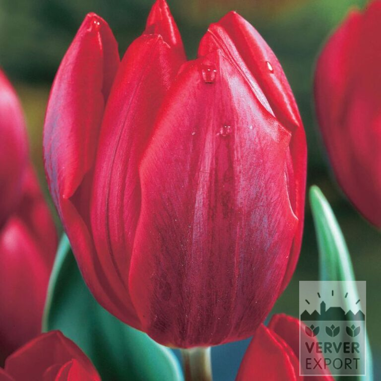 Tulpen 'Couleur Cardinal' (12069)