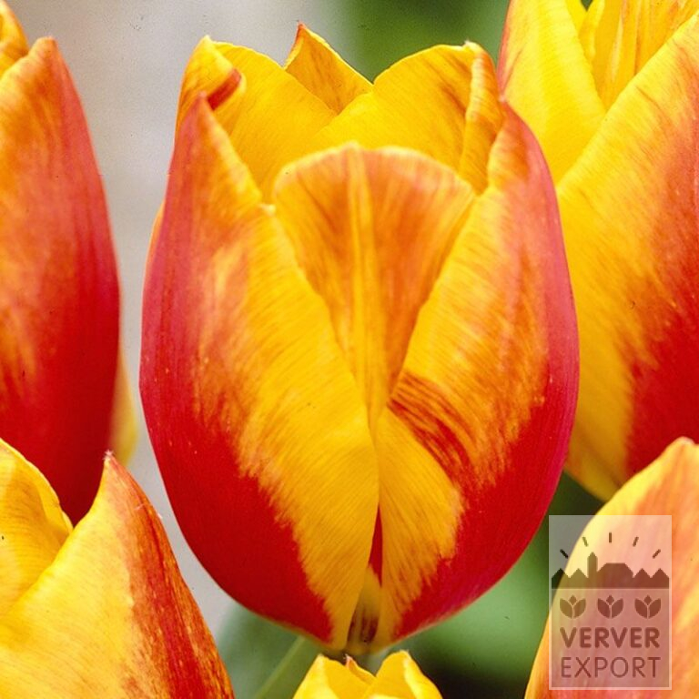 Tulpen 'Flair' (12071)