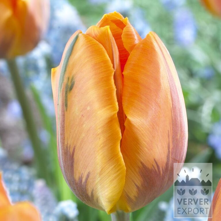 Tulpen 'Prinses Irene' (12076)