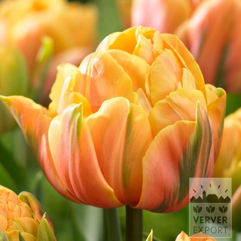 Tulpen 'Freeman' (12083)