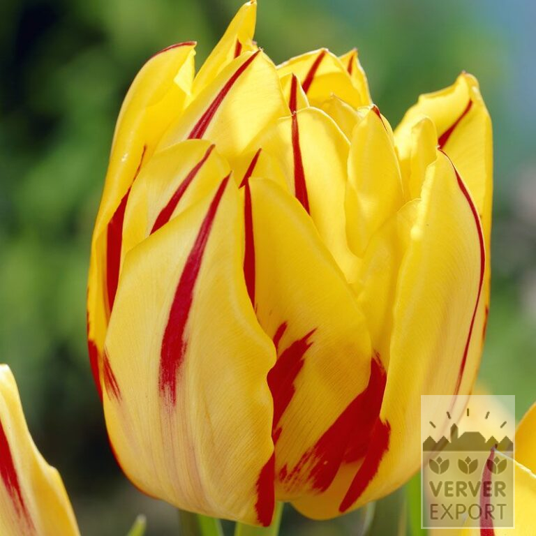 Tulpen 'Monsella' (12084)