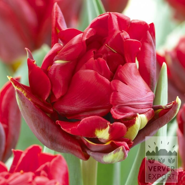Tulpen 'Red Princess' (12092)