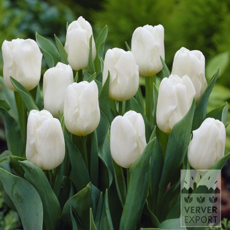 Tulpen 'Calgary' (12105)